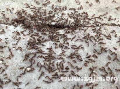 夢見一群螞蟻 子午相沖